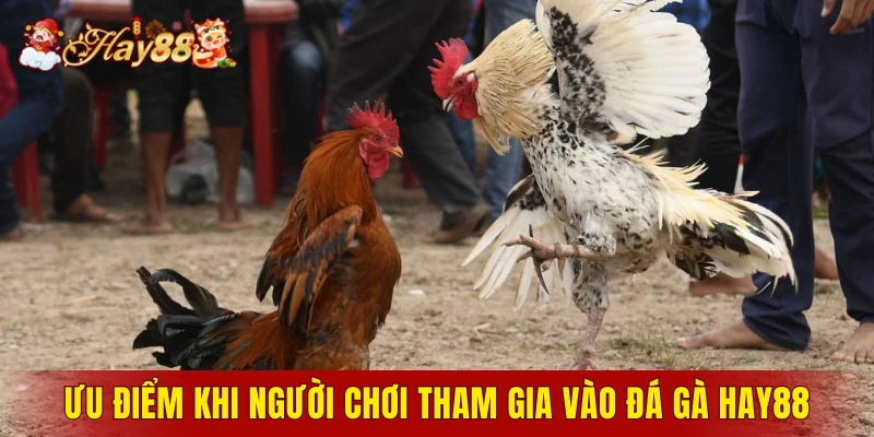 Ưu điểm khi người chơi tham gia vào sảnh đá gà Hay88